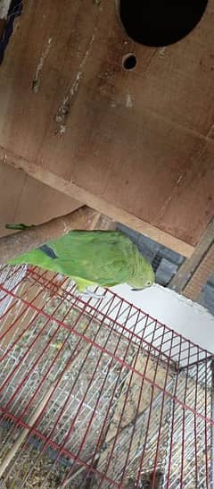 3pair of parrots sale. 1male 2 female