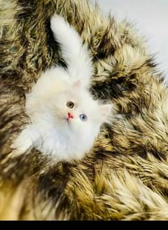 Persian cat triple coat odd eyes