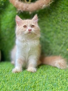 beautiful bi colour female kitten