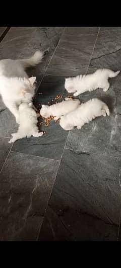 persian breeder female available