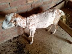 bakri