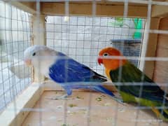 love birds pair. for sale. blue and green opaline
