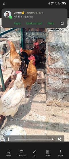 golden misri breeder hens