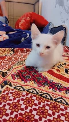 Persian Double Coat Cat