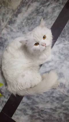 PERSIAN MALE WHITE CAT FOR ADOPTION PURPOSES
