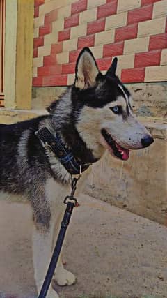 husky for sale in hyd difence