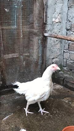 Aseel heera breeder female