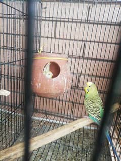 cage and birds serious buyer contact me description read