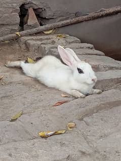 rabbit for sale