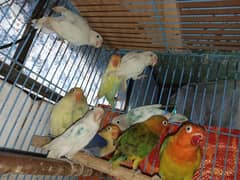 Different types of love birds for sale