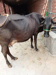 jarsy our walati cross cow for sale