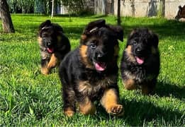 German shepherd long haired puppies