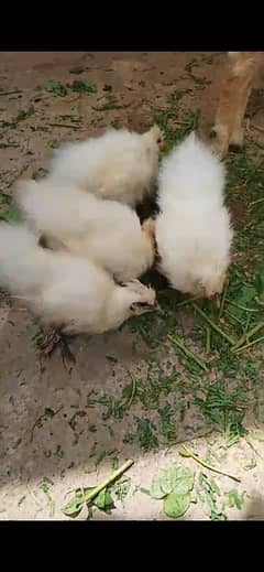 silkie chicks