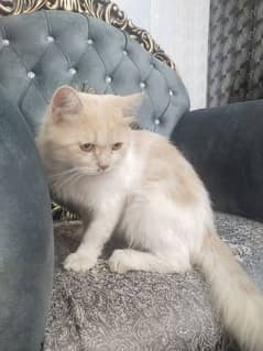 Persian cat