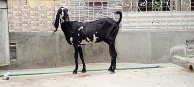 goat baqri black betal for sale