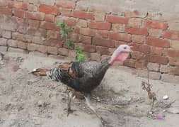 Male Turkey for sale. price 7000. watsapp nmbr 03002000396