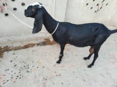 Dod wali bakri shat 2 pathy 03064121372. whats app num