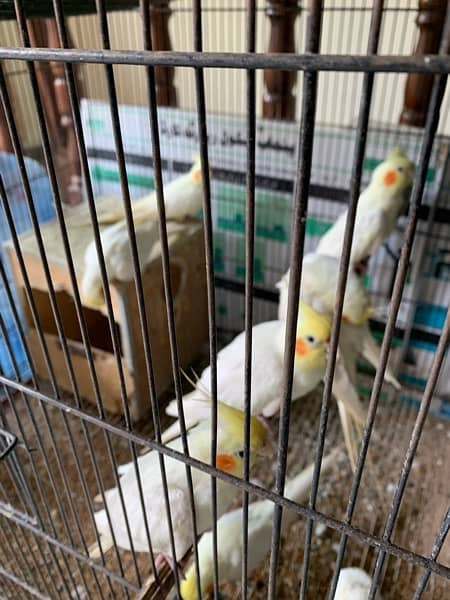 cocktail pair and all birds for sale 0