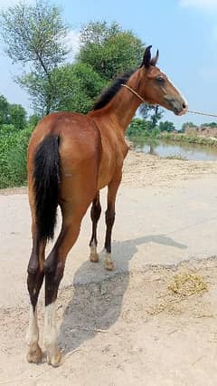 Horse baby for sale