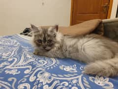 Persian kitten