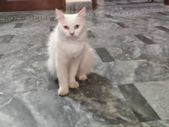 Persian Cat Selling