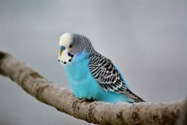 budgies parrto