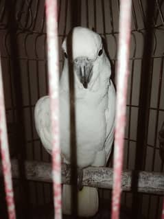 tritron cackatoo fully tamed and talkative and handtame