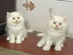 persian kitten available now 03104479848
