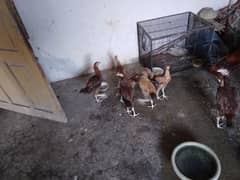 Aseel Hen and Bachy For Sale