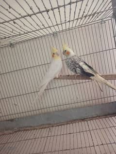 cockatiel pair for sale