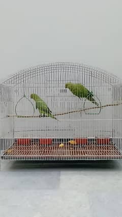 Ringneck Pair with Cage