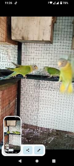 Plum Headed Parakeets