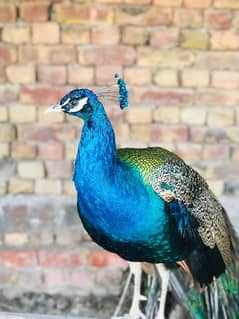 Peacock Pair