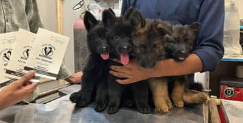 German Shepherd Triple coat puppies