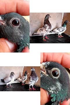 Pigeons | Tedi | Fancy Breed | black eyes breder pairs and chicks