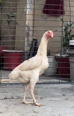 White Shamo Female / Shamo / Egg laying / hen for sale