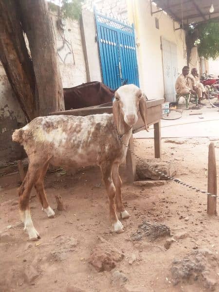 bakra for sale(dumba) 1