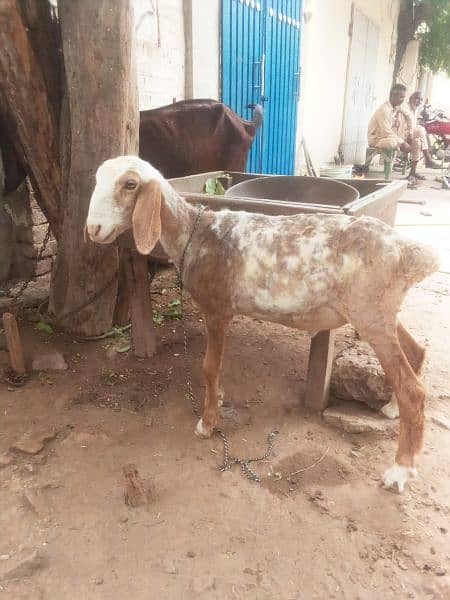 bakra for sale(dumba) 2