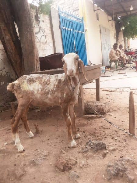 bakra for sale(dumba) 3