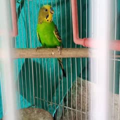 Australian birds |pair| and cage