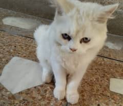 Persian cat