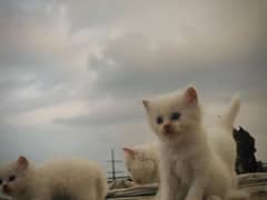 Triple coat kittens , full white , blueish eyes , 40 days age