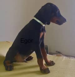 Doberman