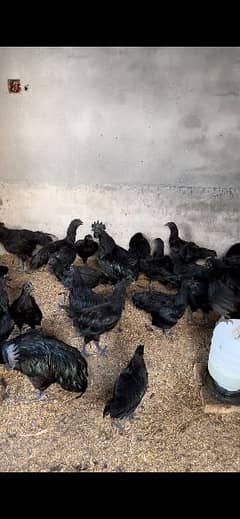Ayam Cemani Stater Eggs laying hens and male murghi Black Meat