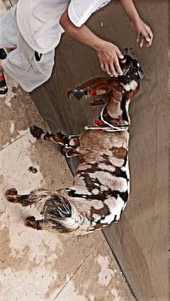 bakra for sale