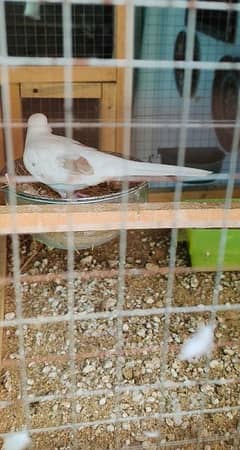 Red pied breeder pair