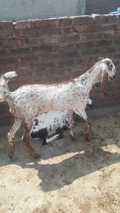Makhi Cheeni female Goat For sale, bakri for sale  (path) for sale
