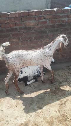 Makhi Cheeni female Goat For sale, bakri (path) for sale