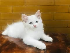 Persian Kitten Doll Face
