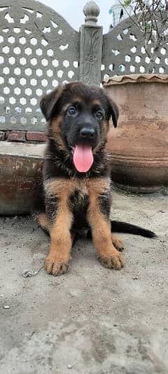 German Shepherd Male puppy